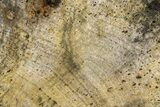 Polished Petrified Wood (Legume) Slab - Texas #236139-1